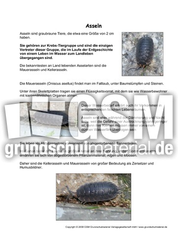 Asseln-Steckbrief.pdf